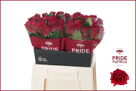 Роза од. Рэд Такази+ 40, шт.