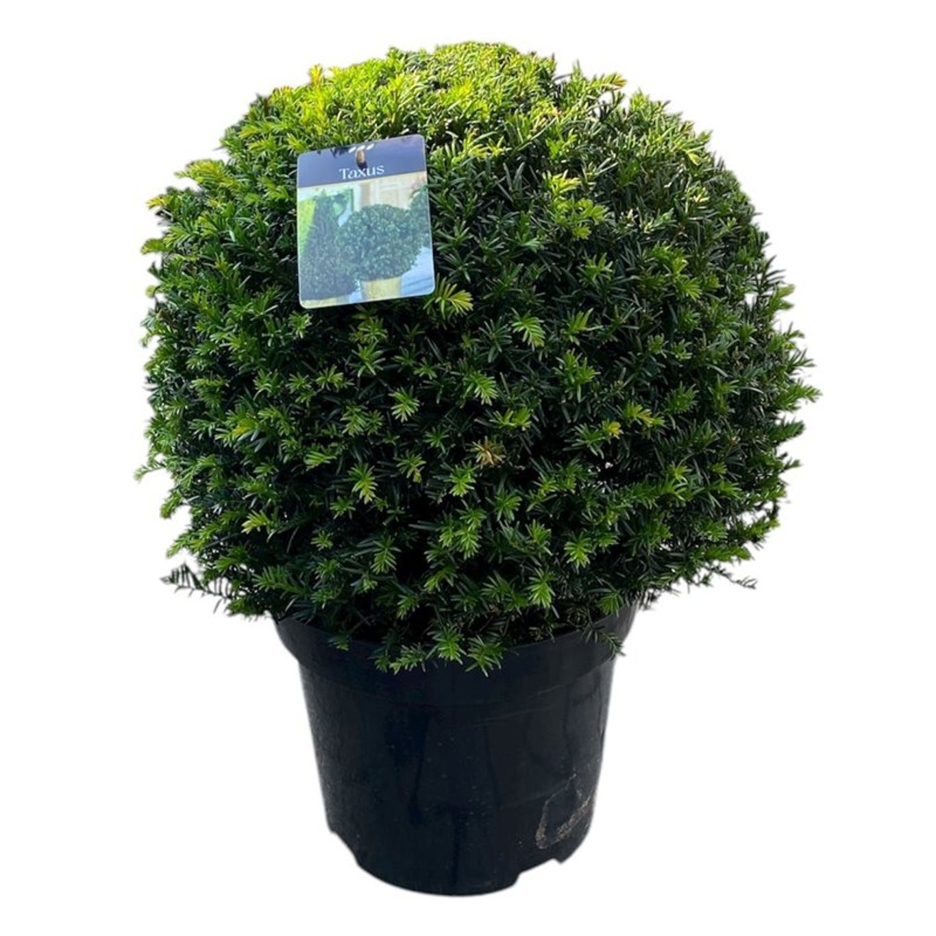 Taxus baccata Bol 45-50 cm c15/p31, D 31