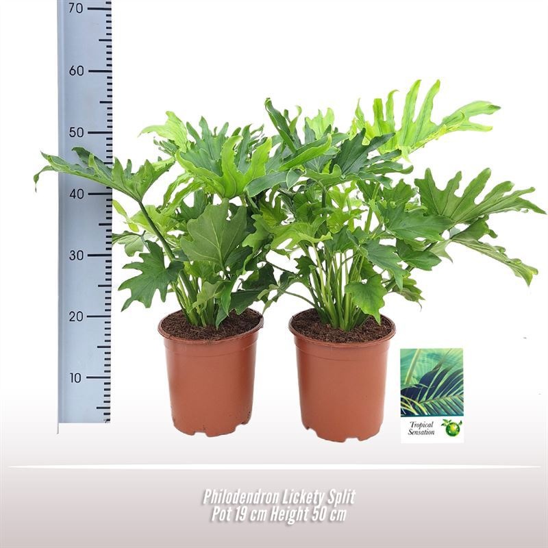 Philodendron Lickety Split, D 19
