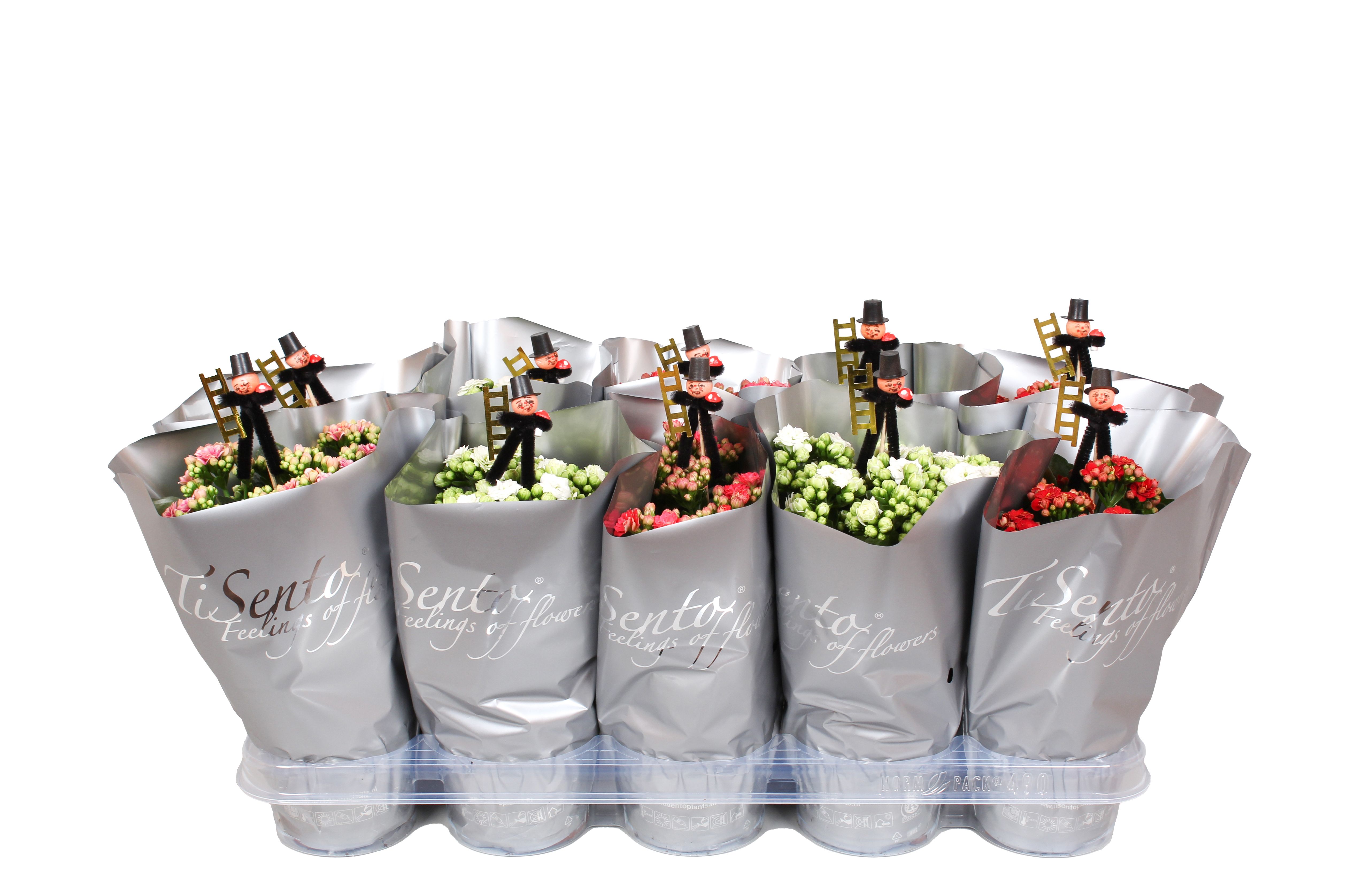 Silvester Calandiva Mix in Zilver + Bijsteker Schoorsteenveger, D 12