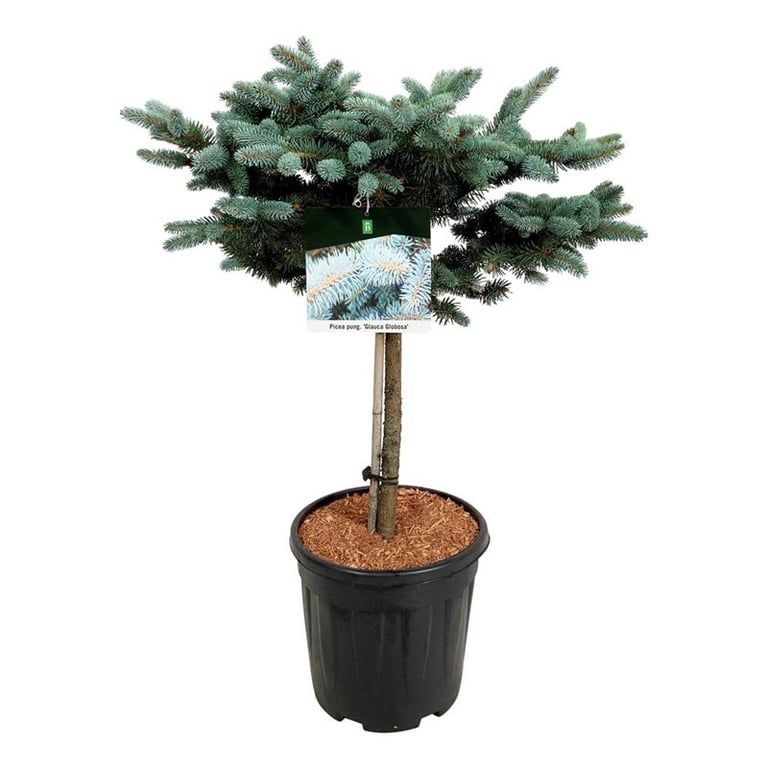 Picea pung. 'Glauca Globosa', D 32