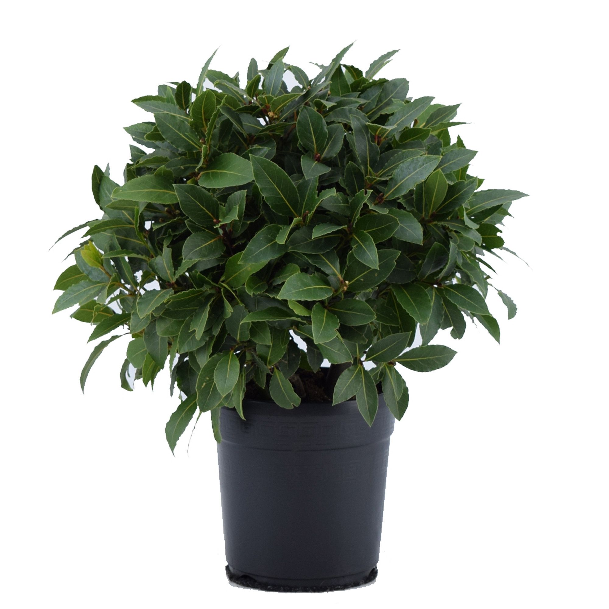 Laurus nobilis Bol zonder stam, D 20