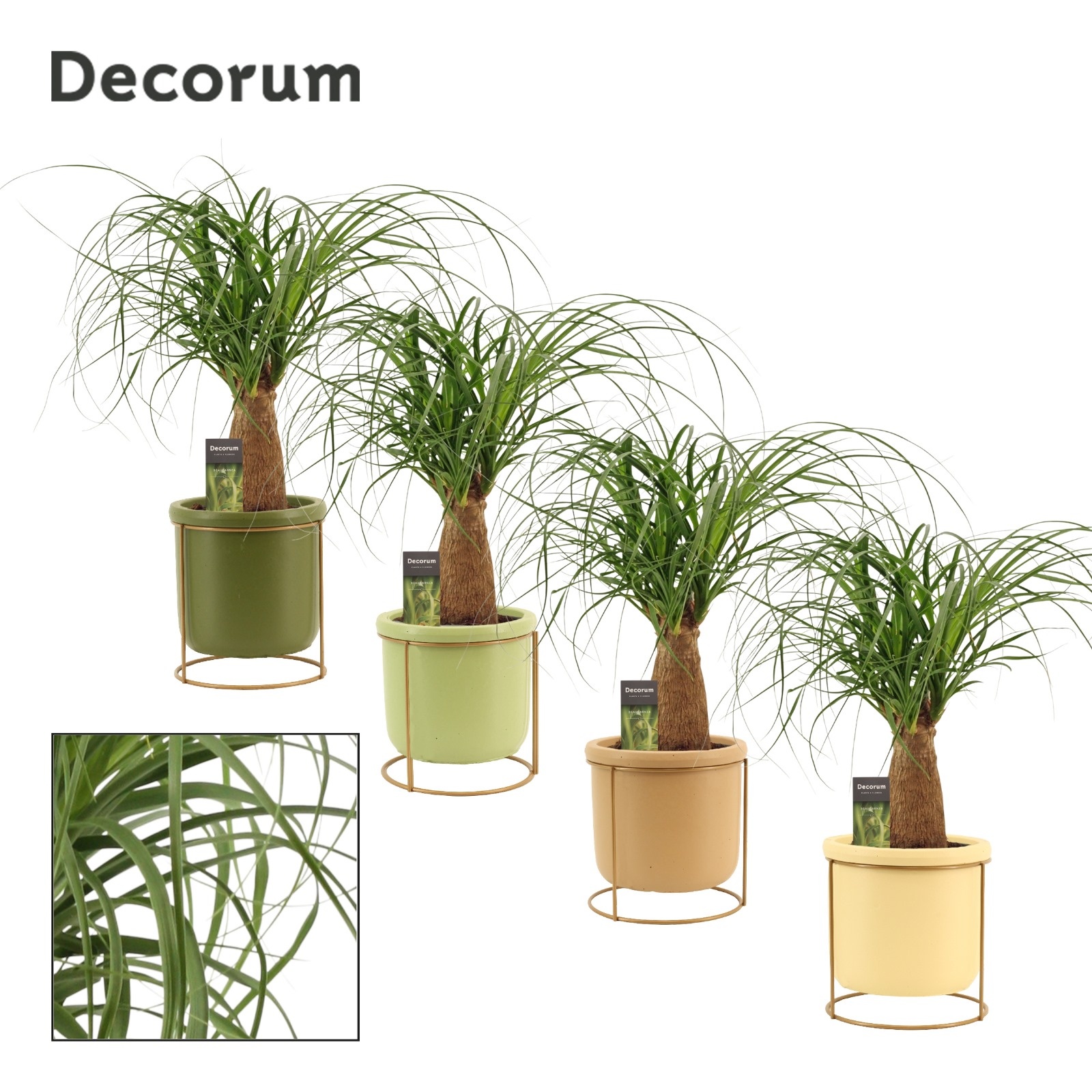 Beaucarnea recht 12 cm in Lynn (Silent moods-collection), D 12 cm