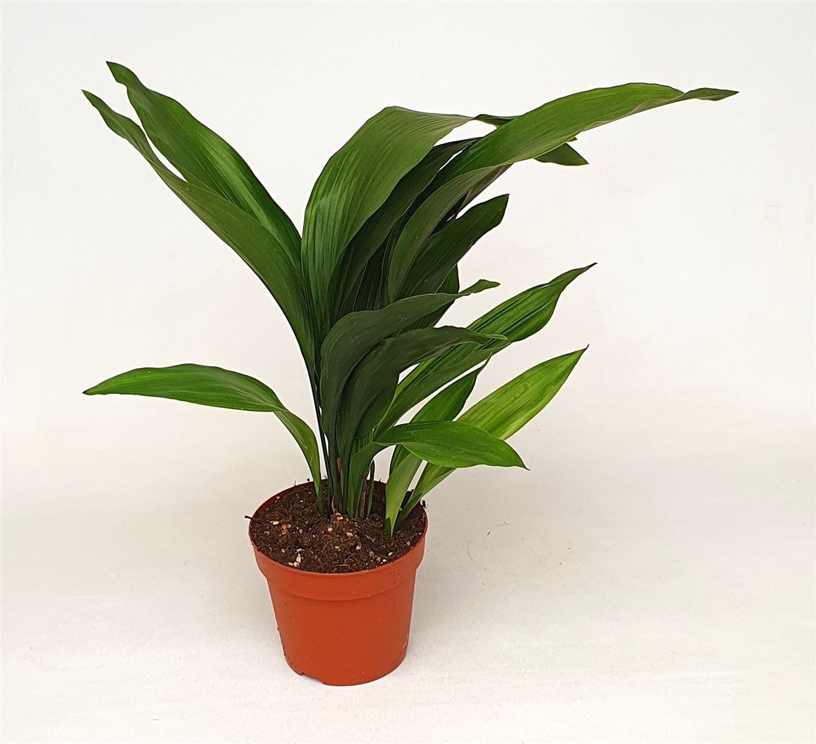 Aspidistra elatior, D 17