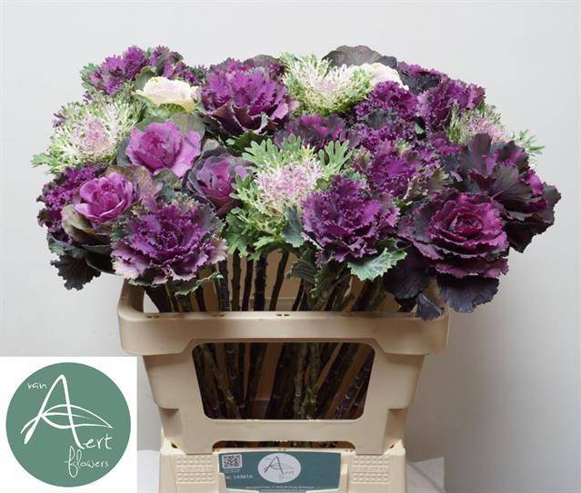 Брассика Микс 60, шт.