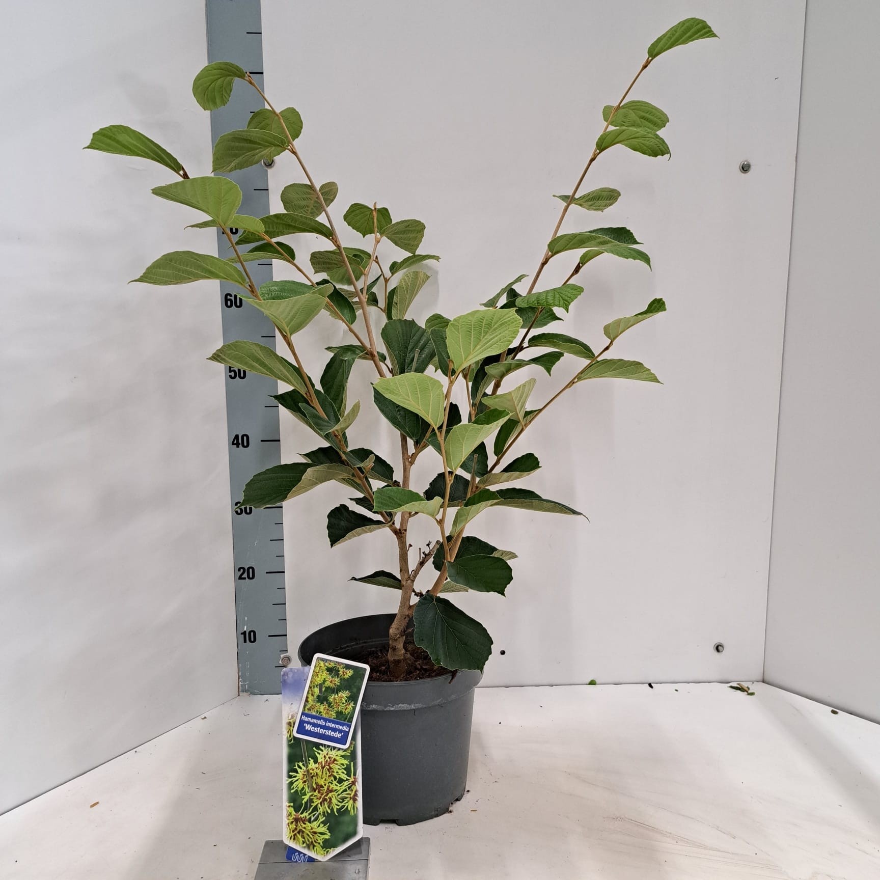 Hamamelis int. 'Westerstede', D 23 cm