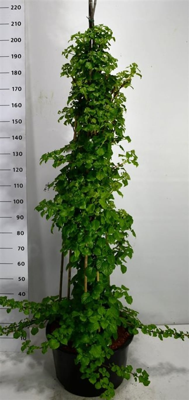 Hydrangea petiolaris, D 40