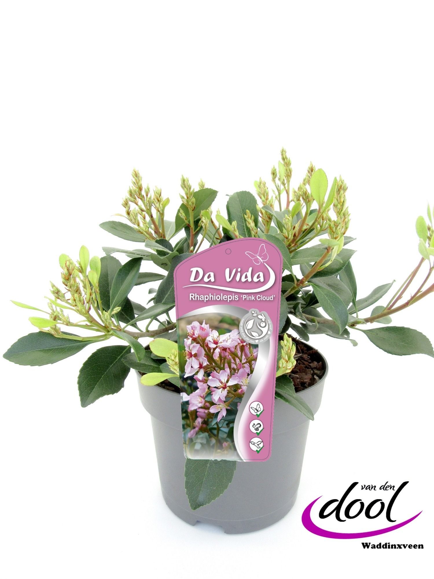 Rhaphiolepis ind. Pink Cloud, D 19