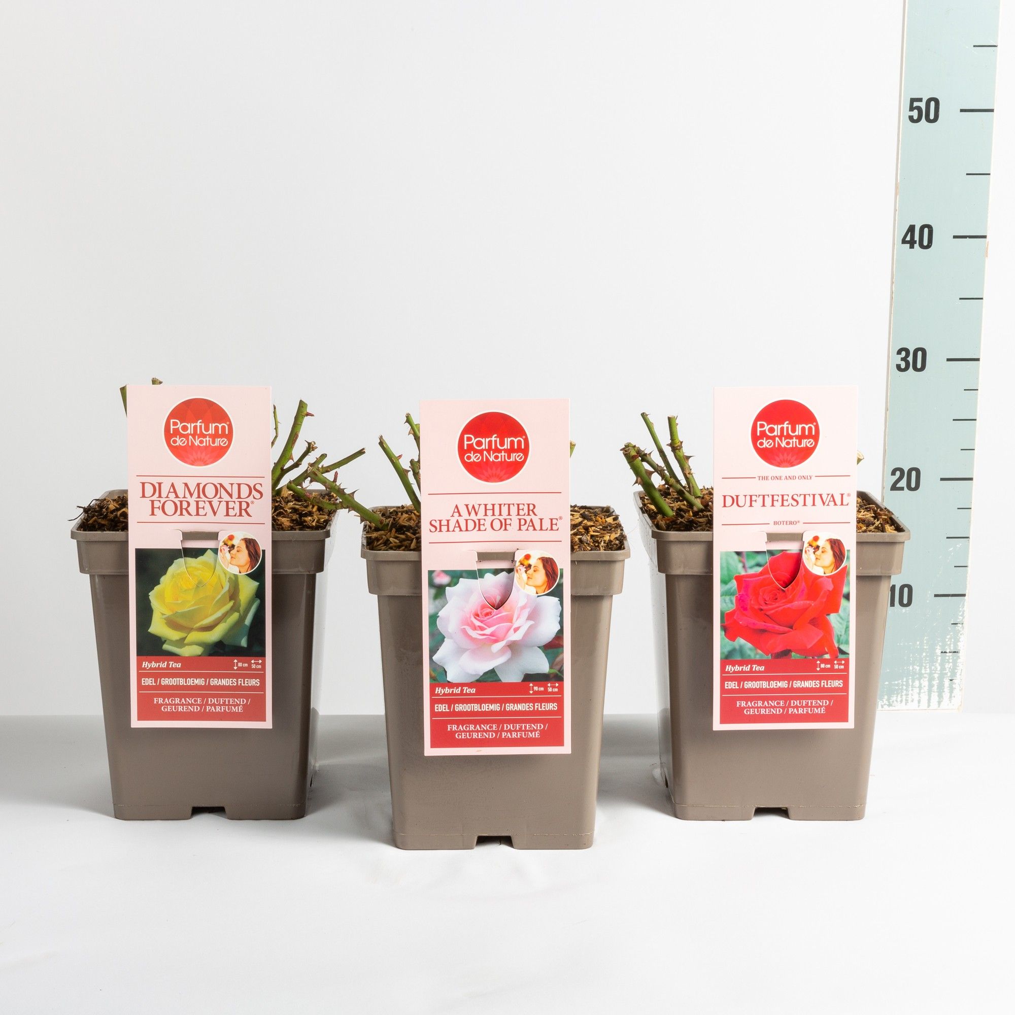 Rosa Parfum de Nature mix, C5, D 23