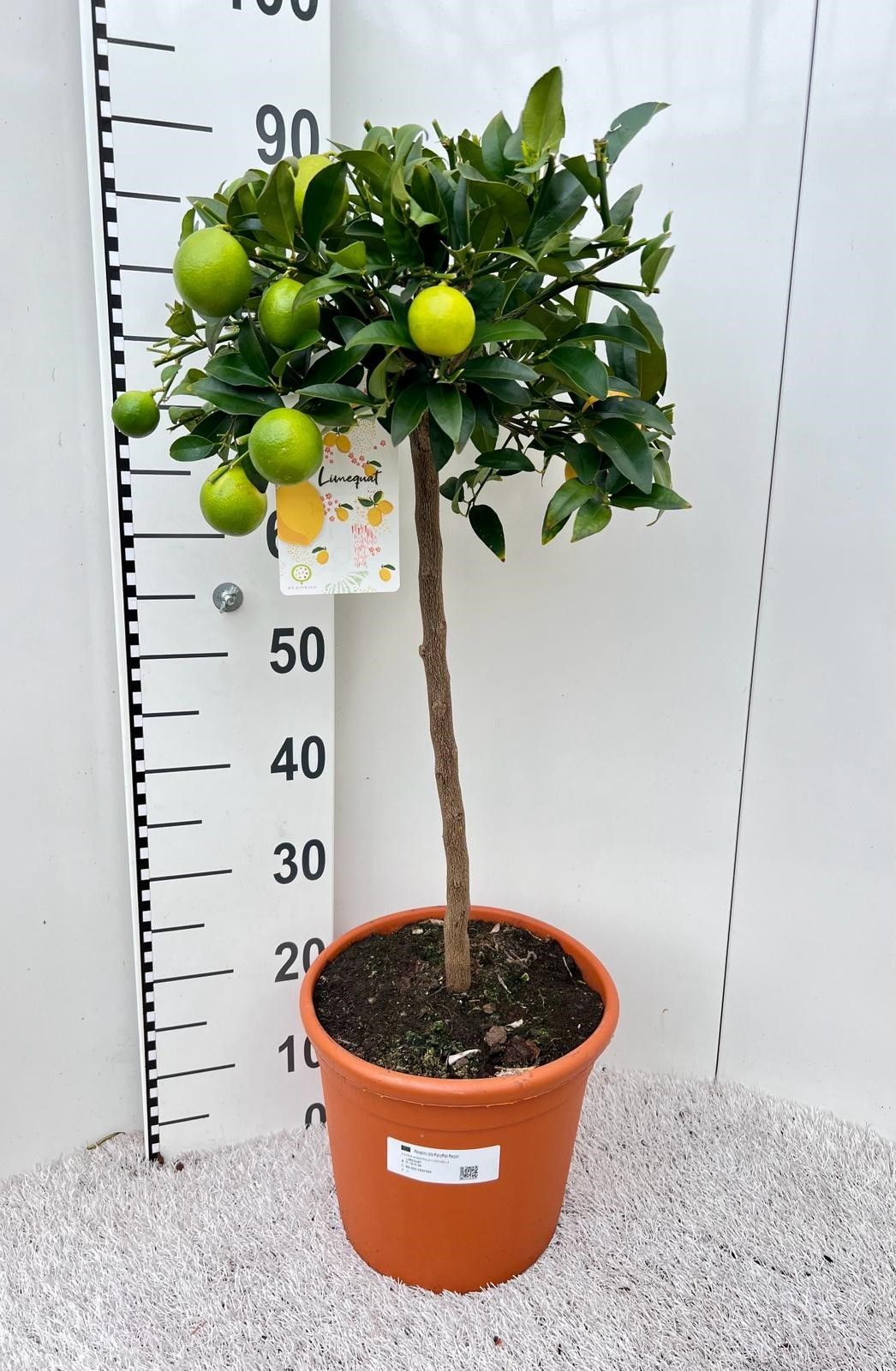 Citrus floridana Limon stem, D 25