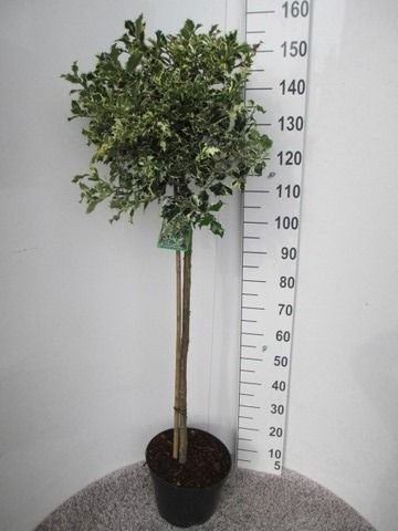 Ilex aquif. Argentea Marginata 90-100st, P32 30-40 cm kroon, D 32