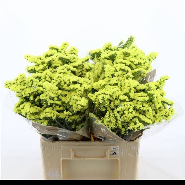 Статица Глосси Вингз 60, шт.