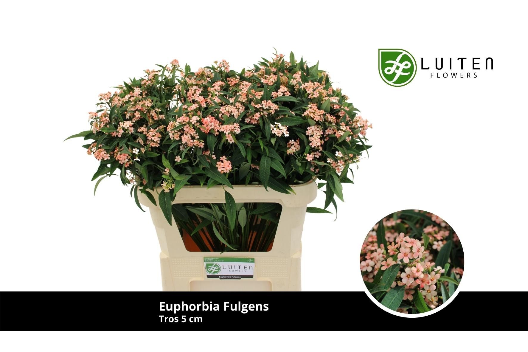 Эуфорбия куст. Пинк Барон 70, шт.