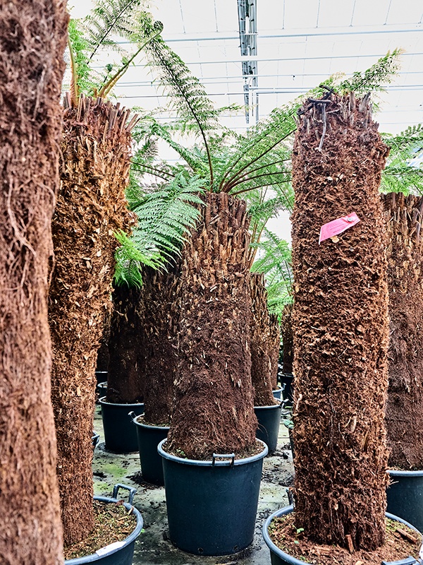 Dicksonia antarctica, D 70