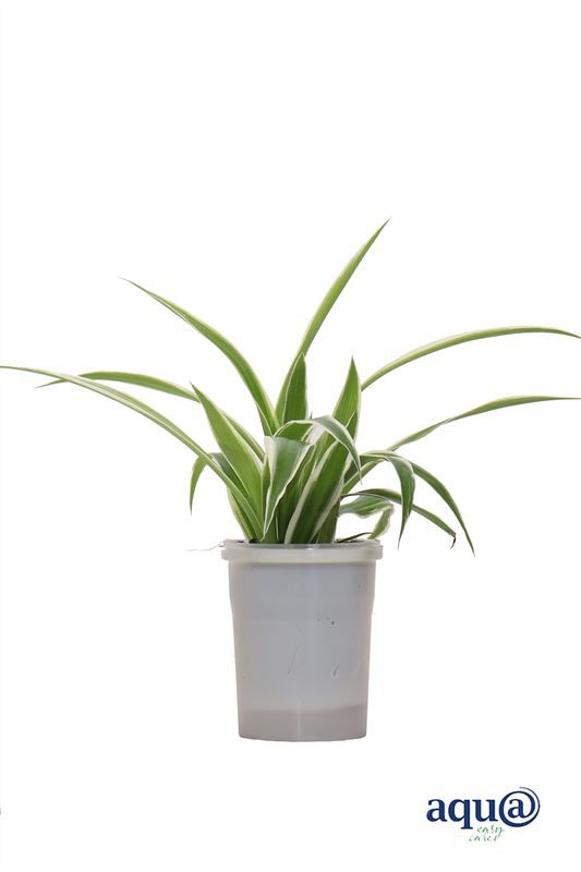 Chlorophytum p06 comosum Reverse Variegatum Aqu@, D 6