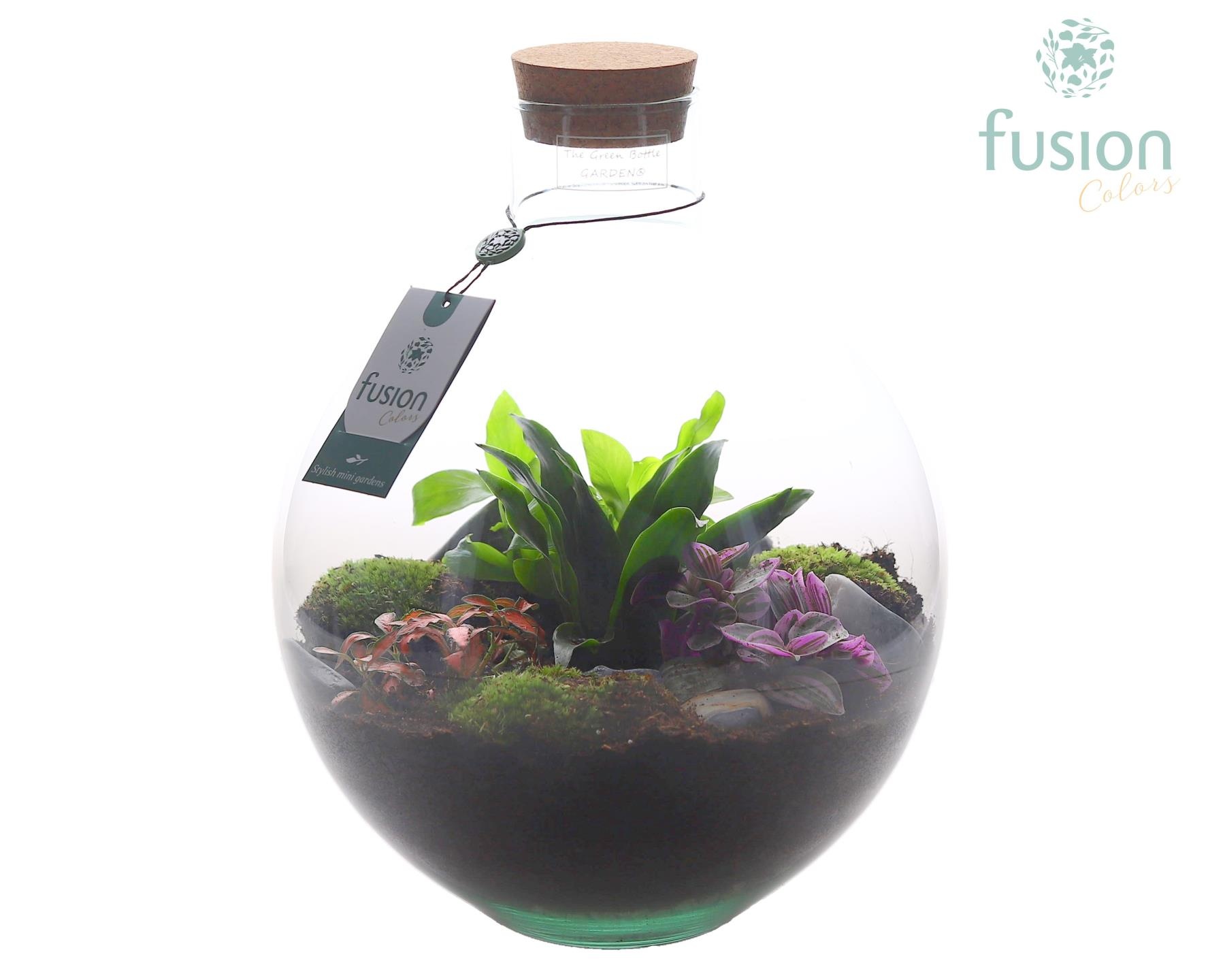 Terrarium Okaido Large met Arrangement, D 31