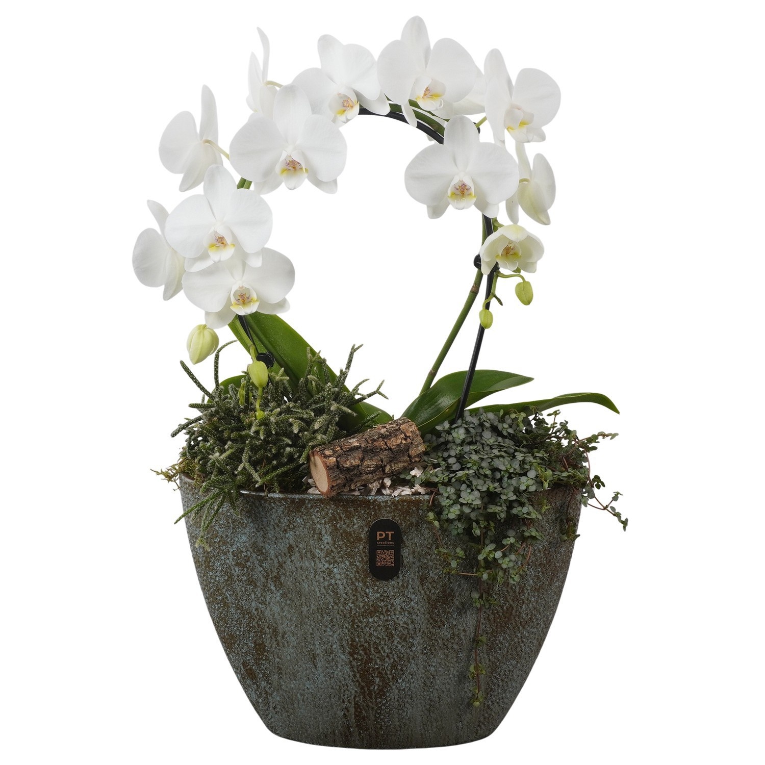 PTIB5335 Arrangement Indoor in keramiek pot ovaal, D 33