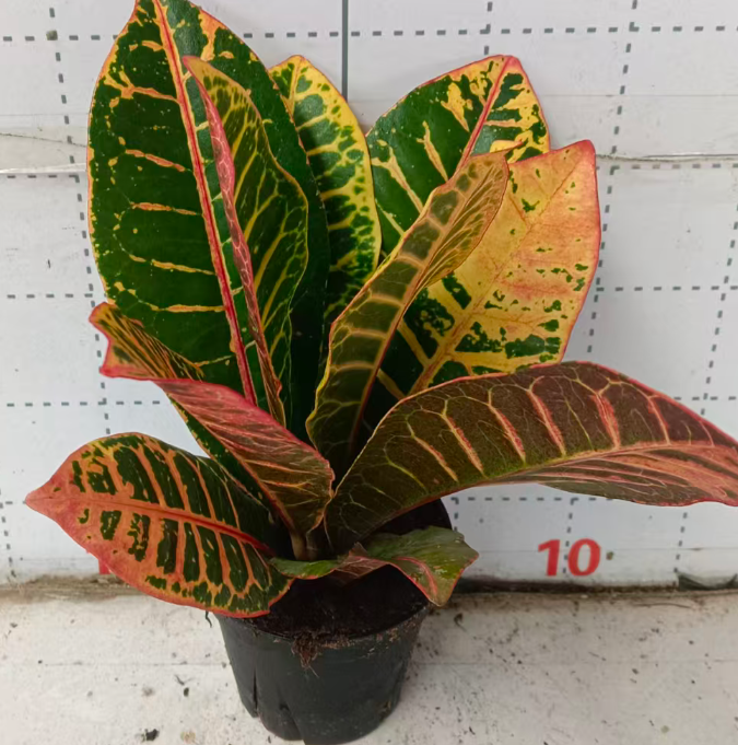 Кодиеум петра еллоу 6 10 25