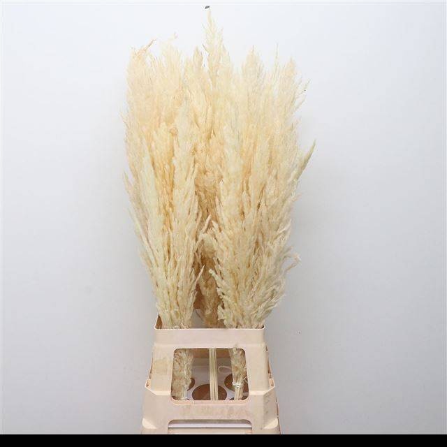 Кортадерия Овериг Крашеная (краш. ) 80, шт.