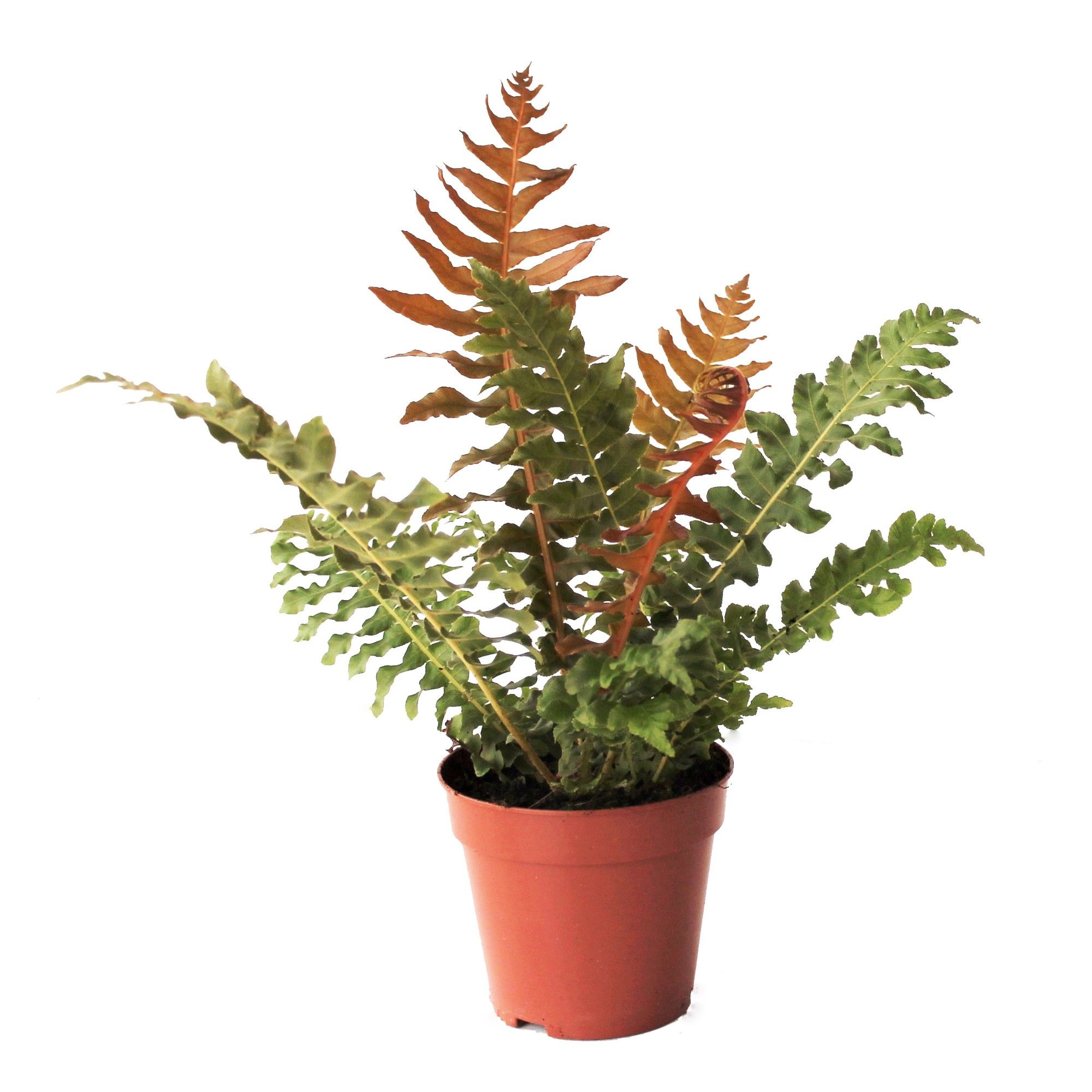 Blechnum Brasiliense 'Volcano', D 12