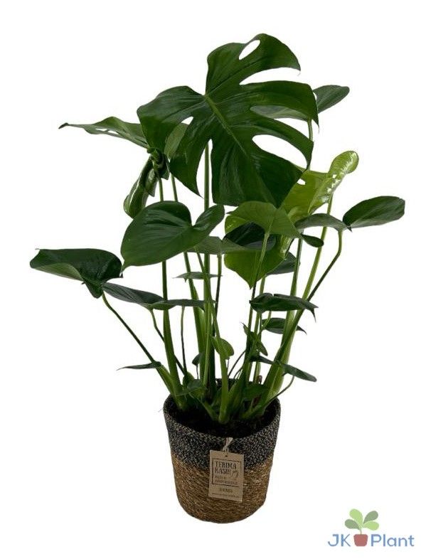 Monstera Deliciosa in mand, D 19