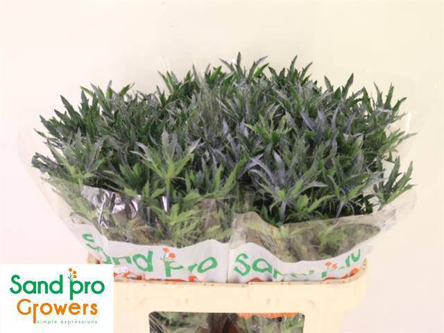 Эрингиум Блю Стар 70, шт.