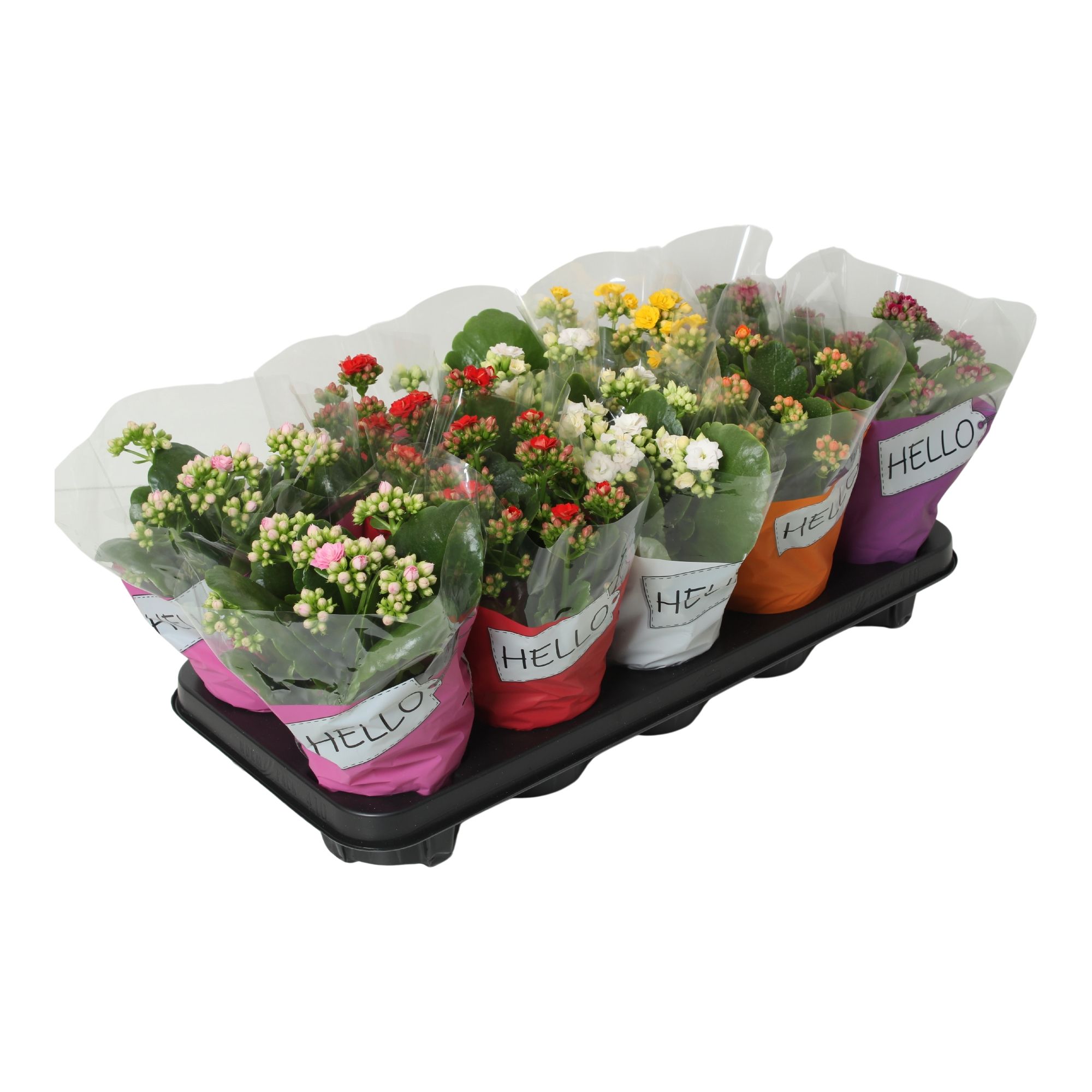 Kalanchoe dbl. Hello gemengd, D 10,5