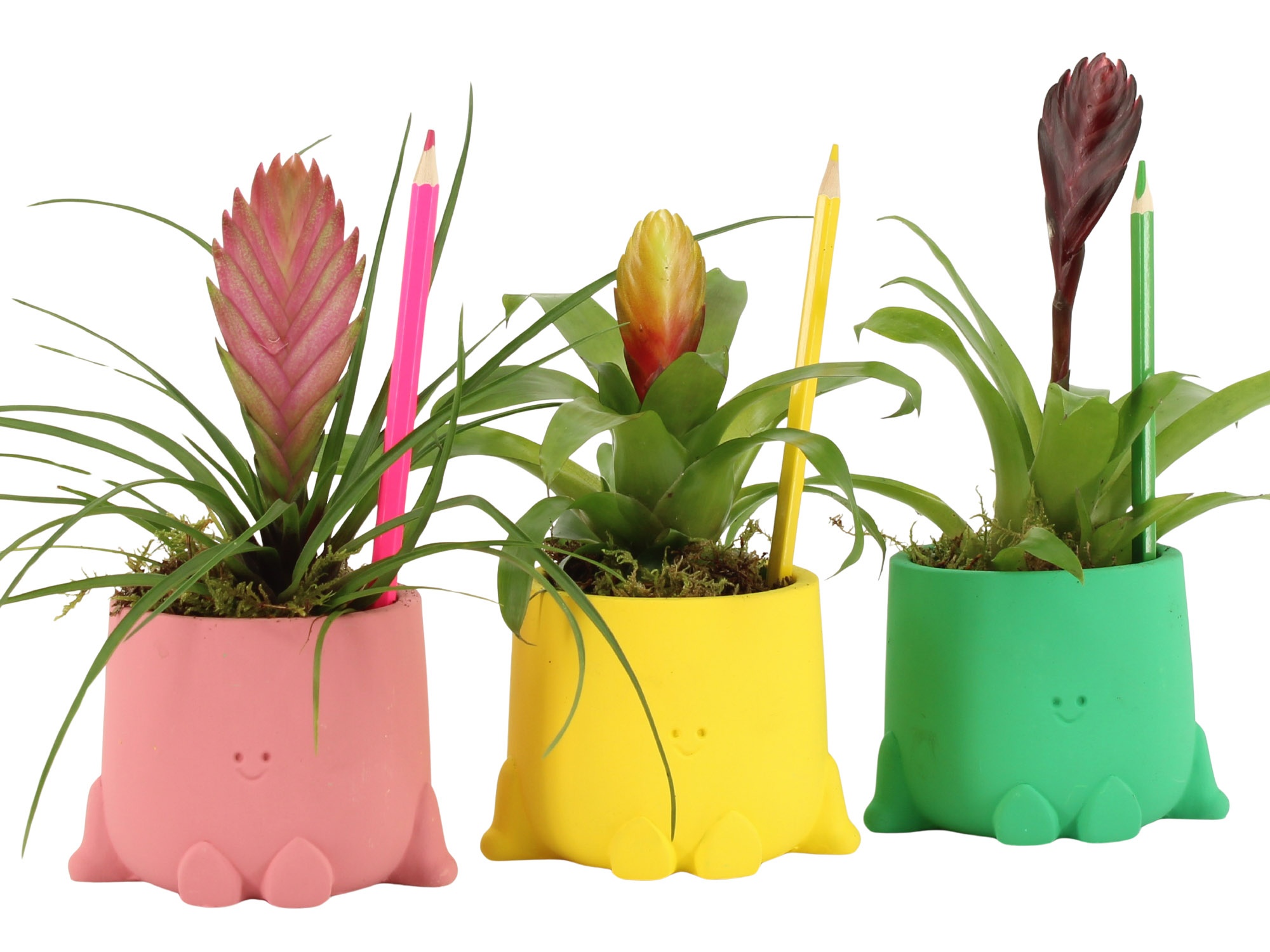 31714: Love school arrangement, D 8