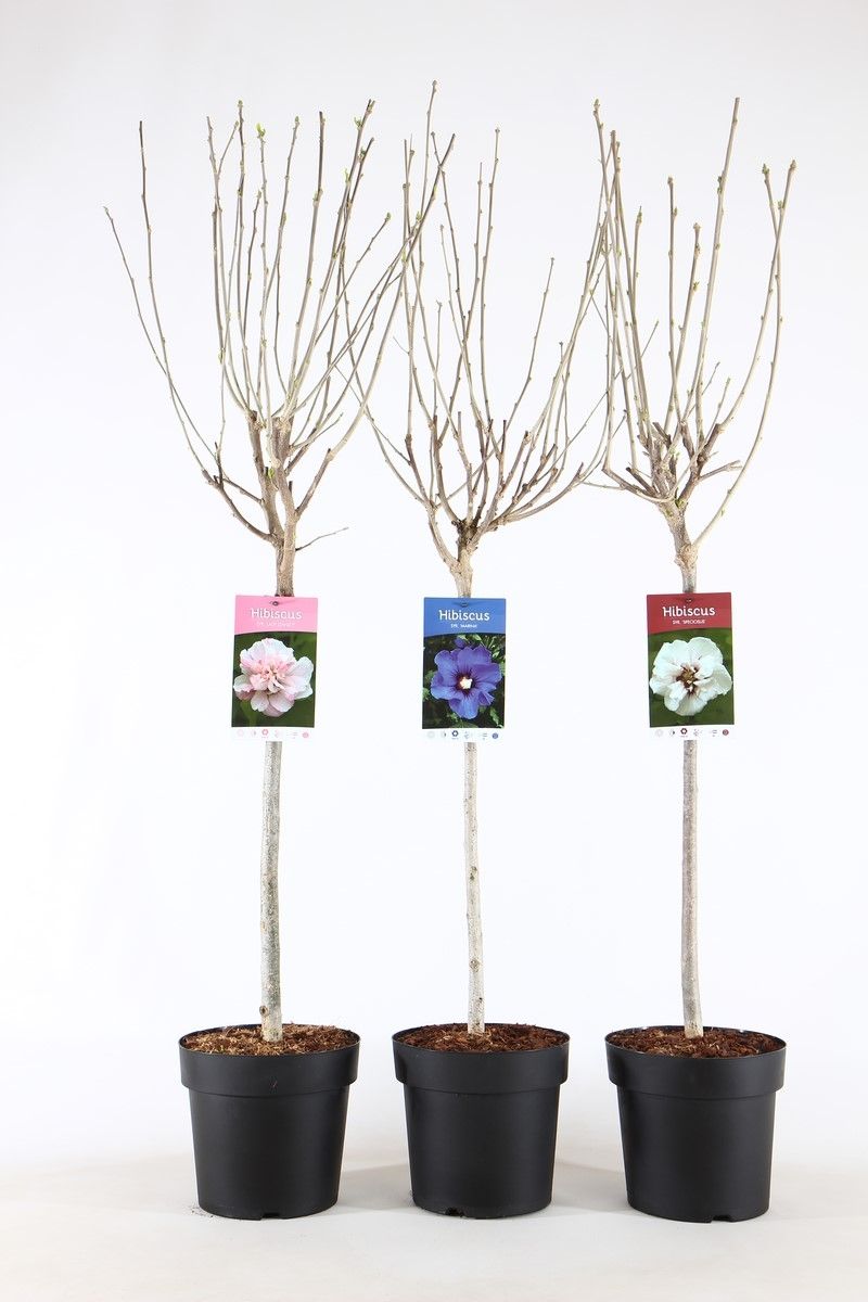 Hibiscus syr. mix stam 60, D 21