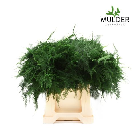 Аспарагус Сетацеус 45, шт.