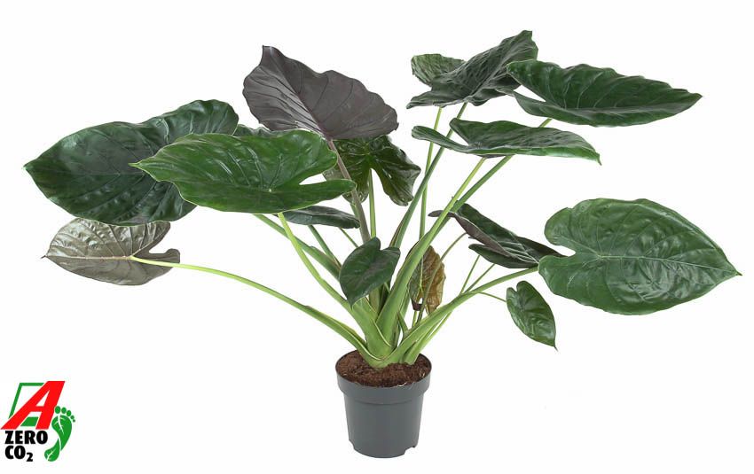 Alocasia Wentii (NO GAP), D 32