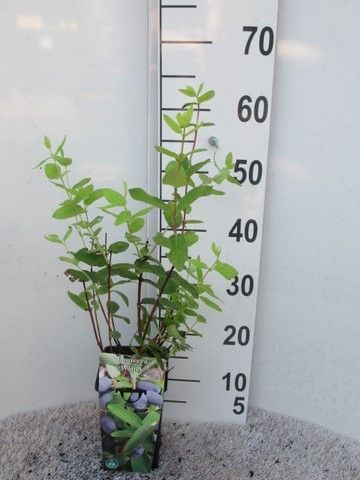 Lonicera k. Sinoglaska P14, D 14 cm
