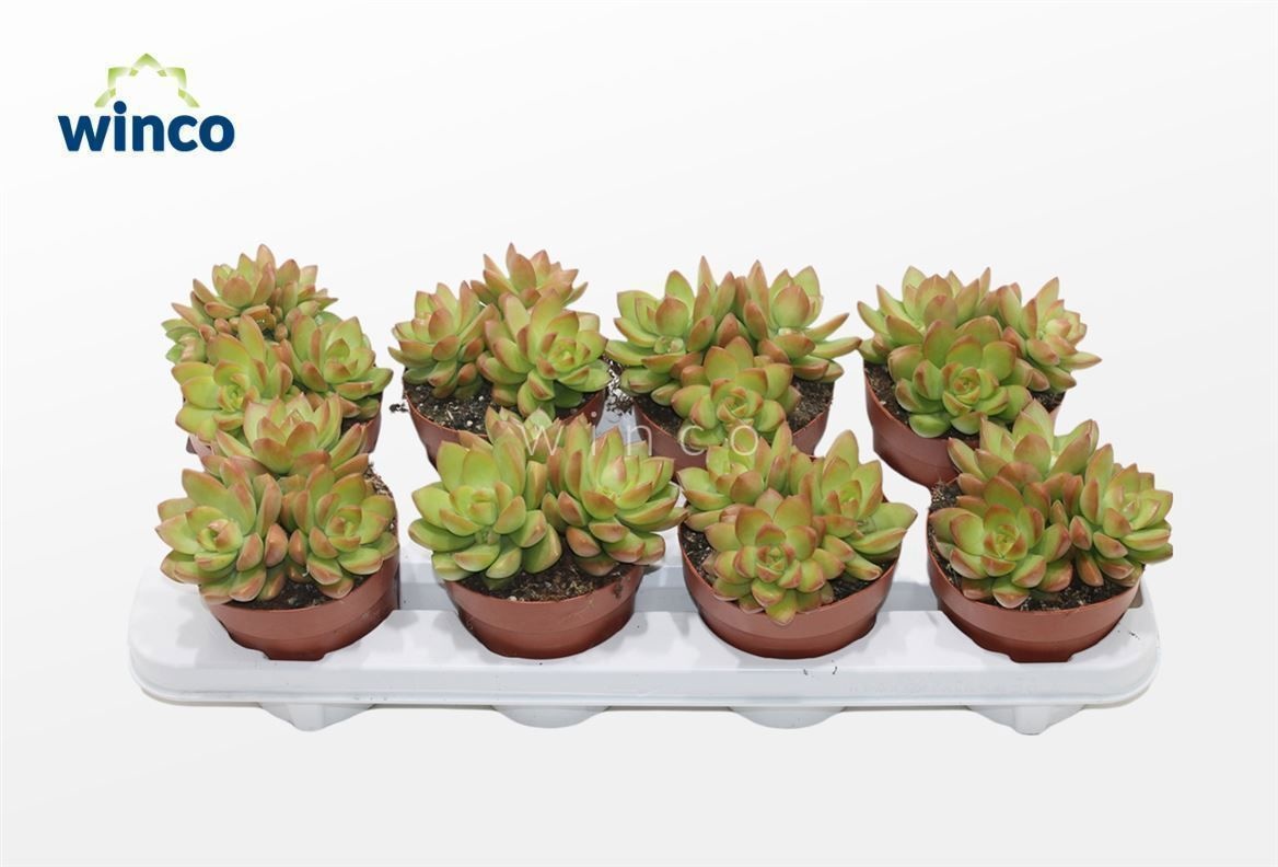Sedum Adolphi (group), D 12 cm Sedum Adolphi (group), D 12 cm