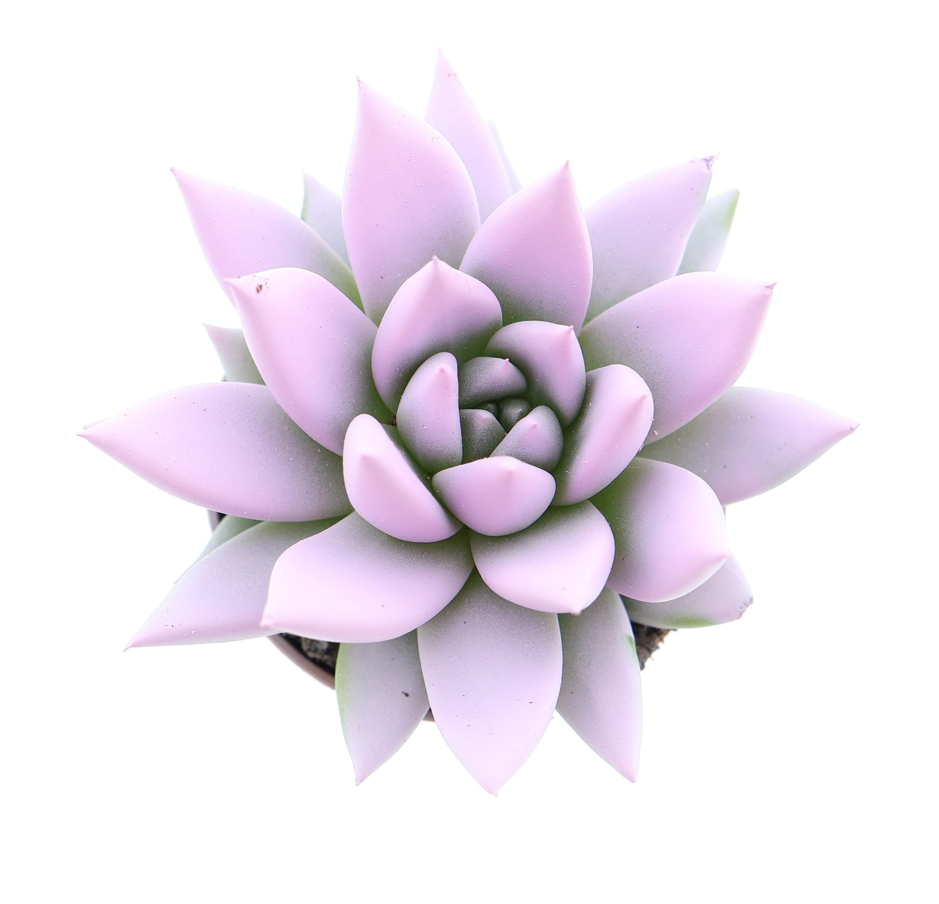 Rainbow baby pink, D 5,5