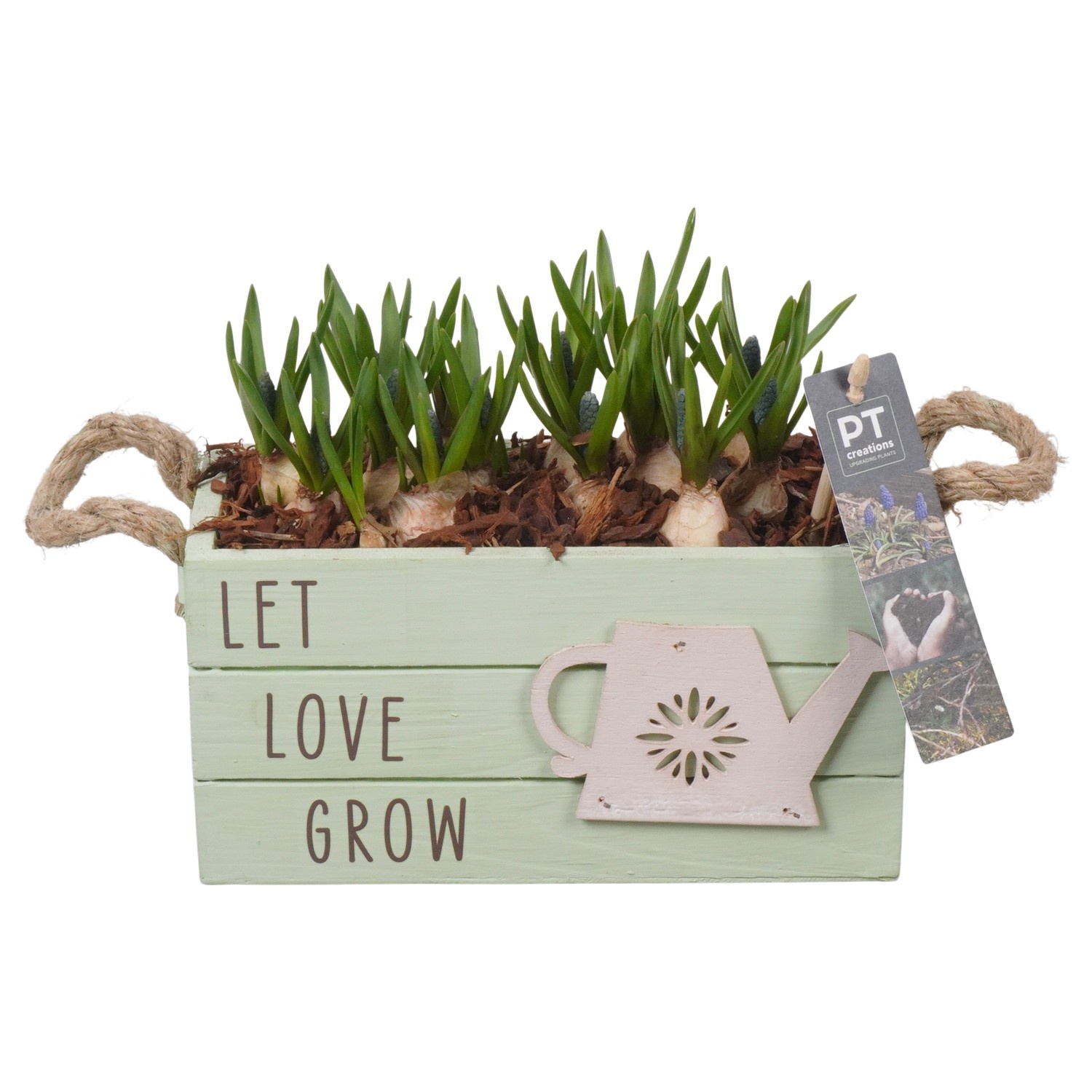 PTMB6268 Arrangement Muscari Blue in hout kist, D 20