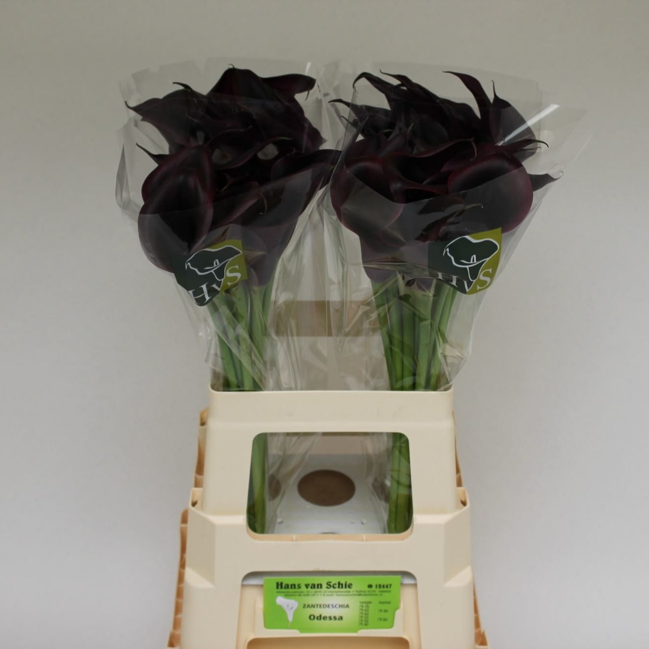 Калла Одесса 60, шт.