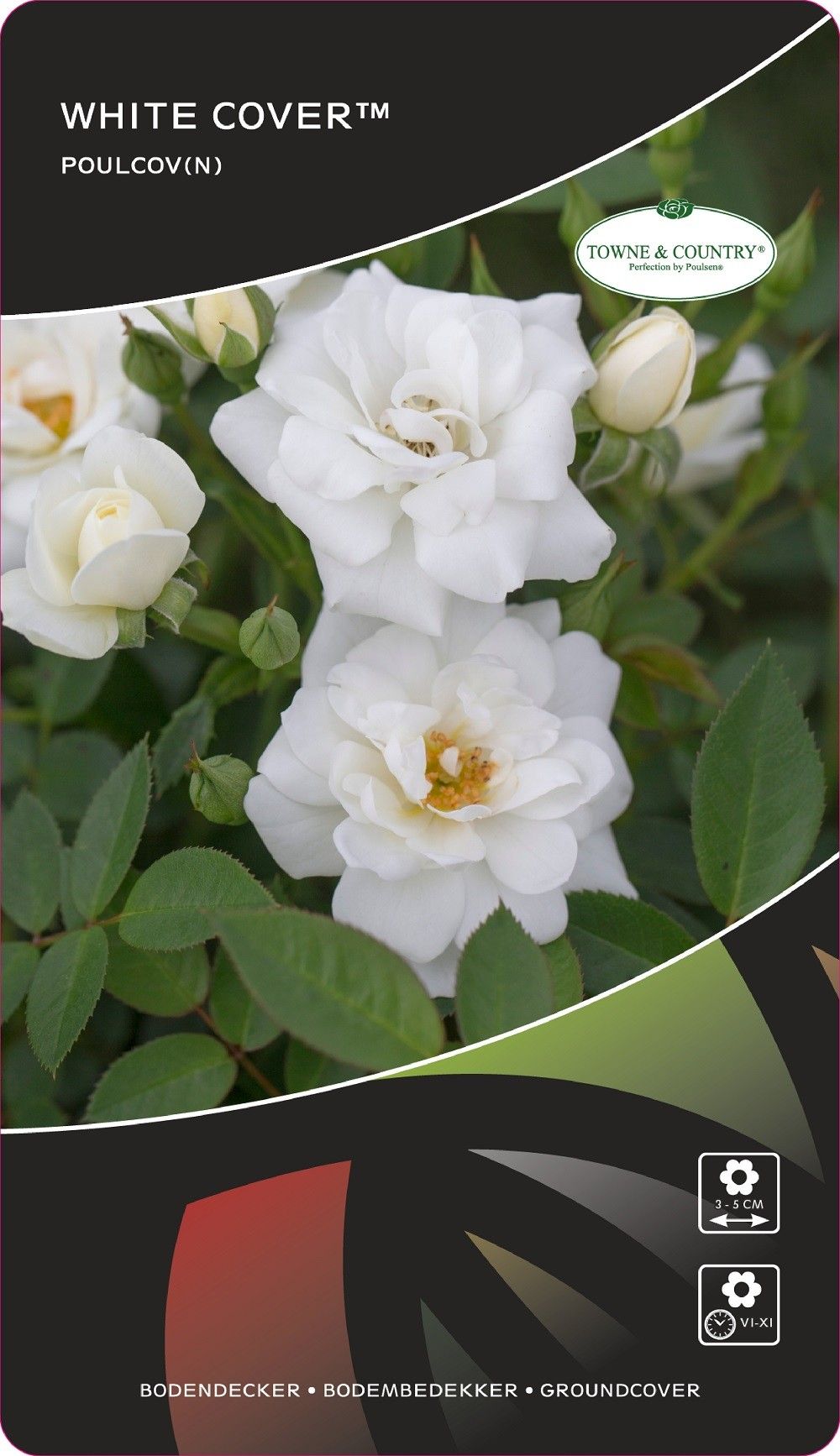 Rosa (PAT) White Cover®, D 17