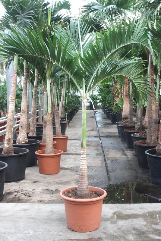 Veitchia merrillii, D 50