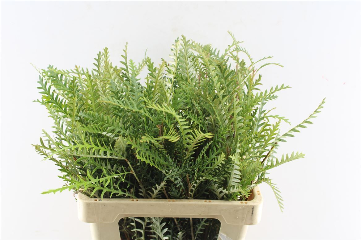 Гревиллея Айвенго Бронз 55, шт.