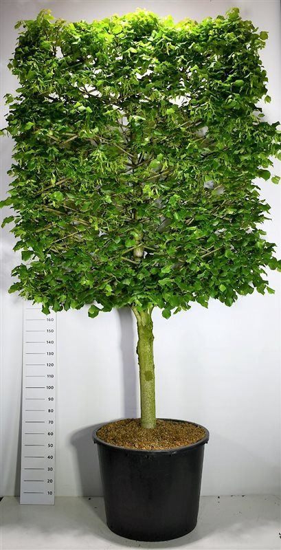 Tilia platyphyllos, D 96