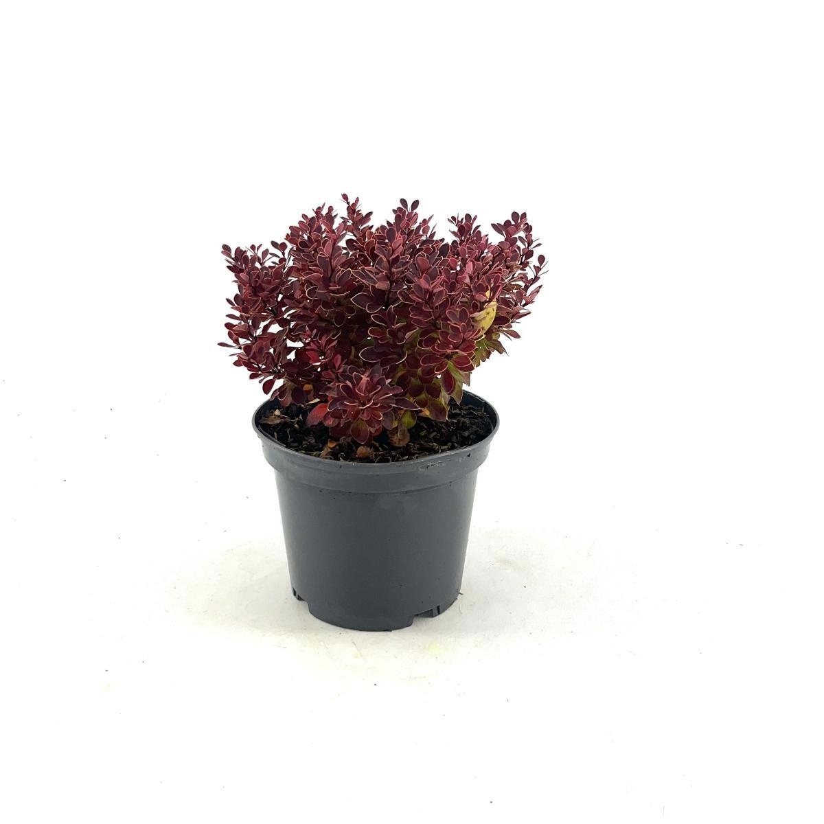 Berberis thunb. 'Ruby Star', D 19 cm