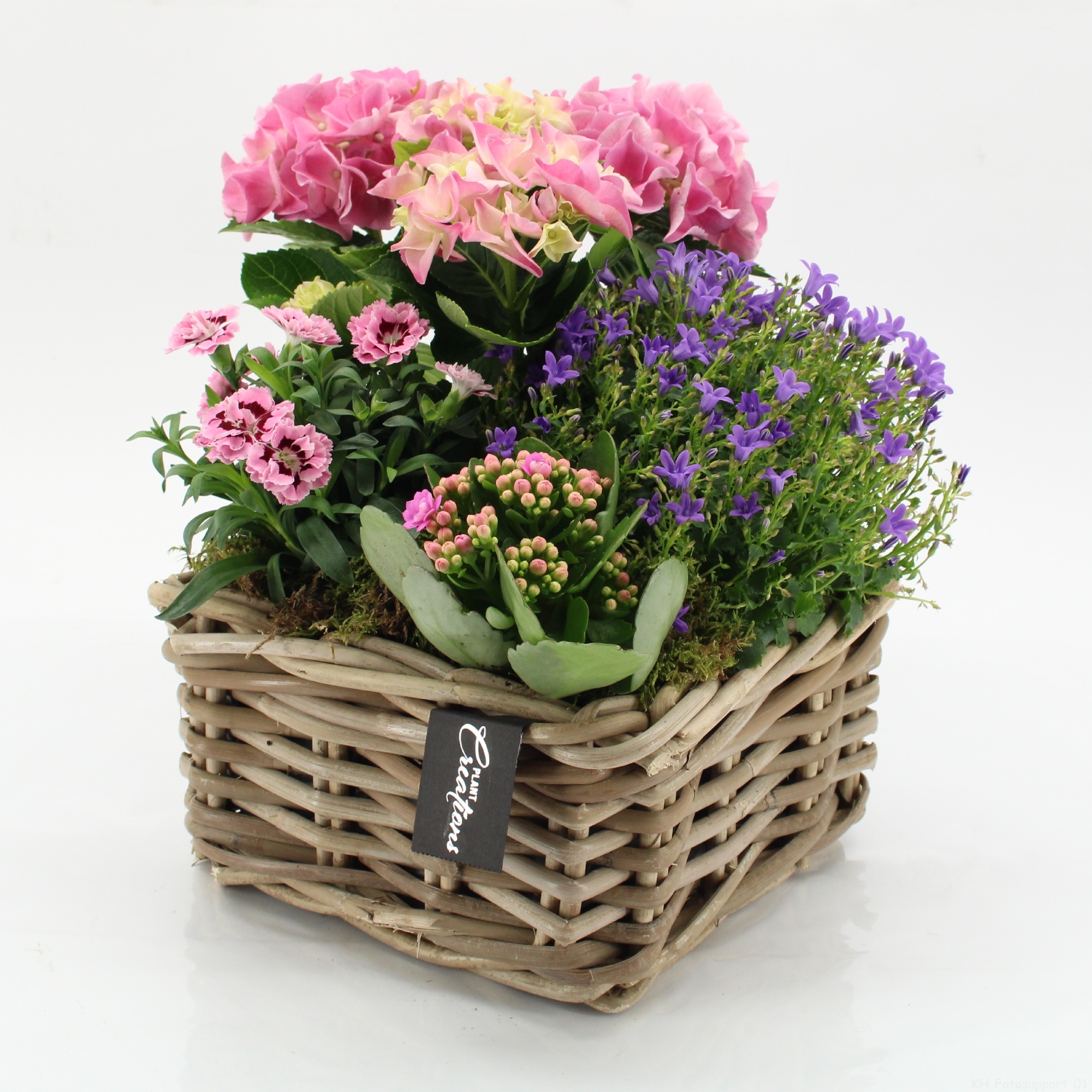 CACR-2610 Campanula creations, D 23