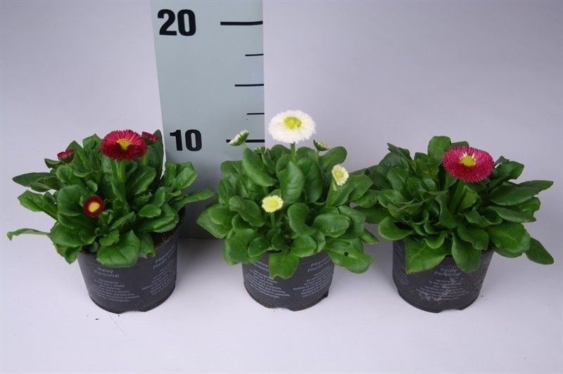 Bellis perennis, D 9