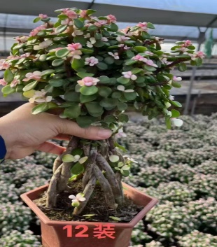 суккулент 12 хексагонал потс виз холлауед аут голд бранчес 六角盆 35