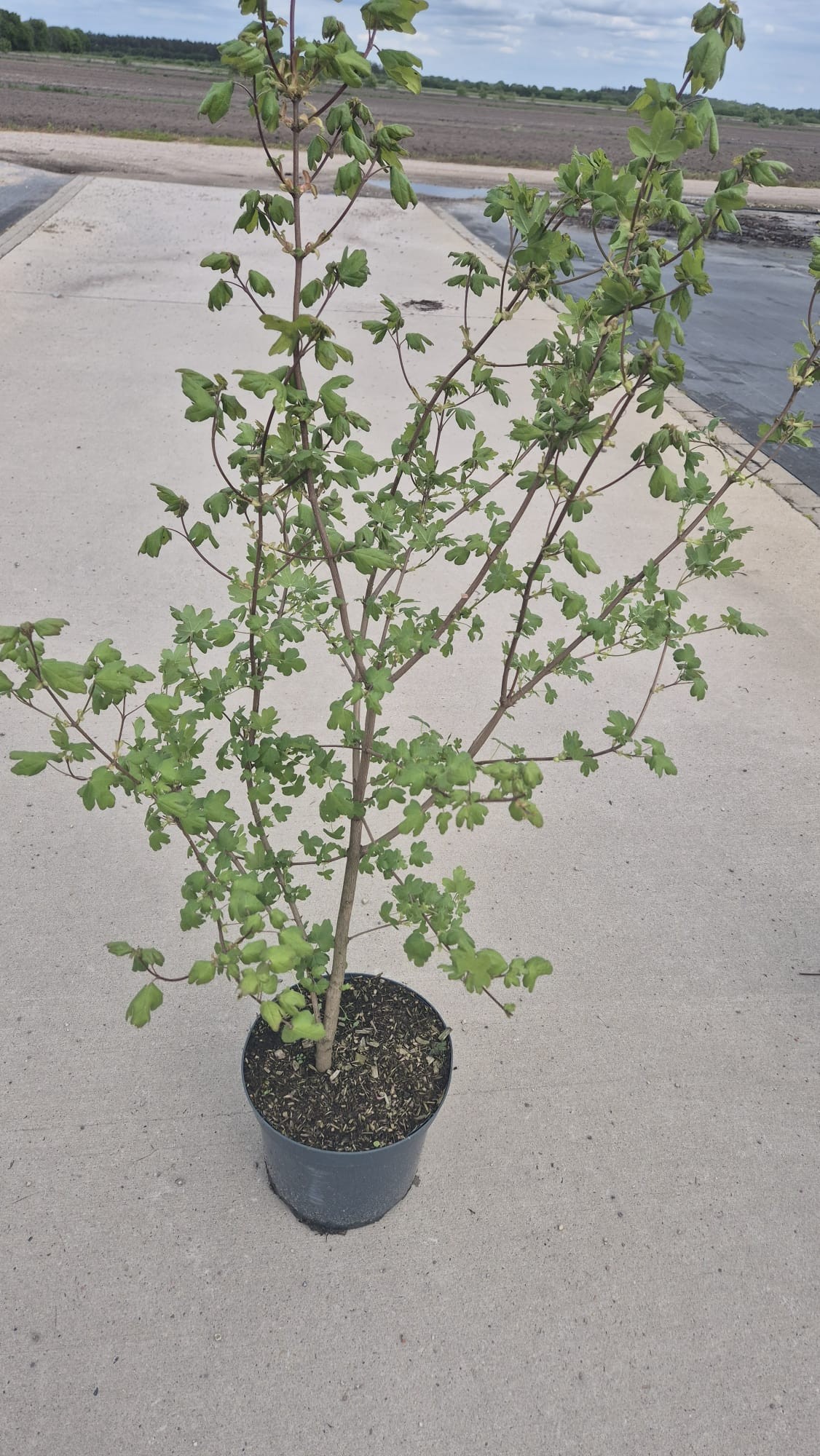 Acer campestre, D 26