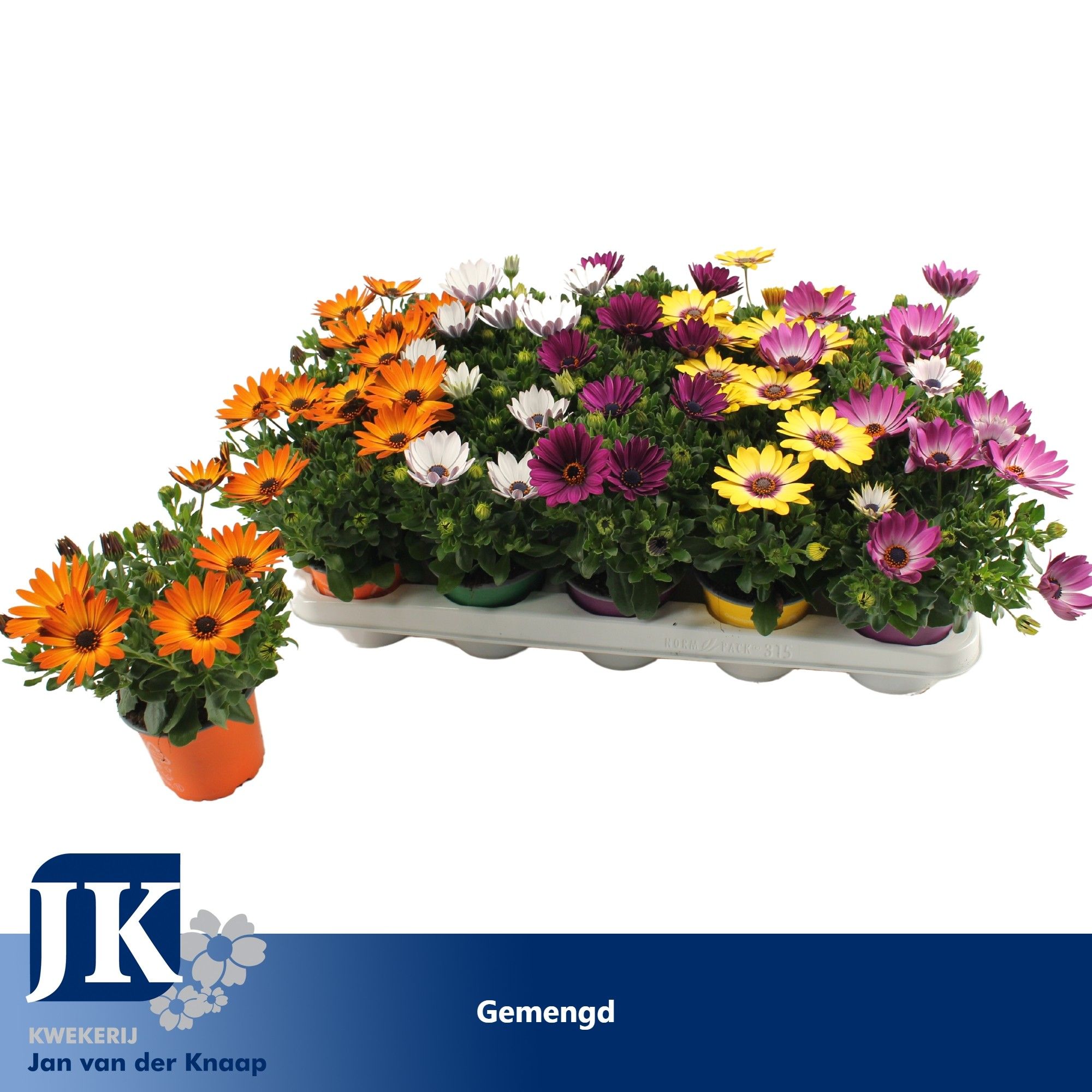 Osteospermum Gemengd TST, D 10,5