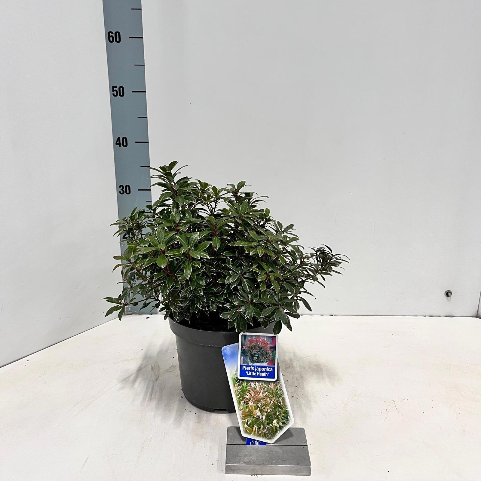 Pieris jap. ‘Little Heath’, D 19