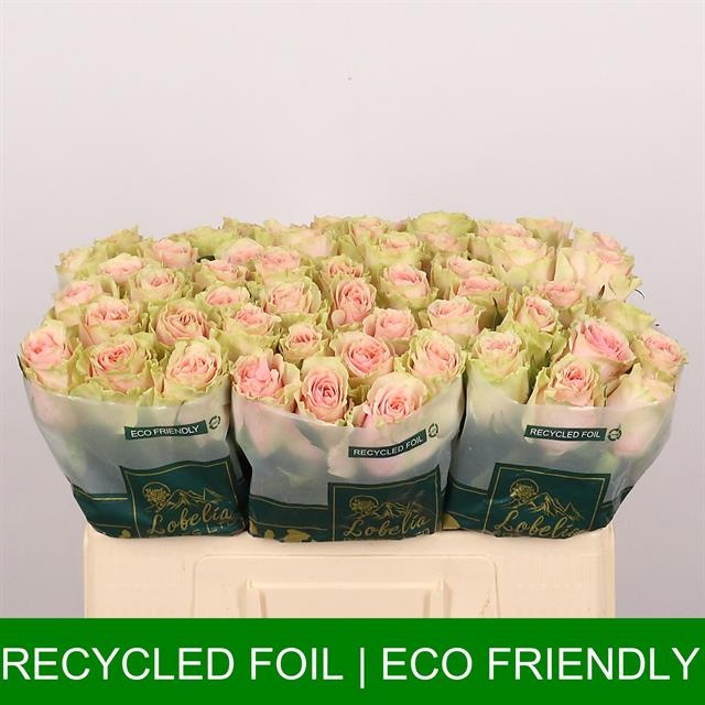 Роза од. Фруттето 50, шт.