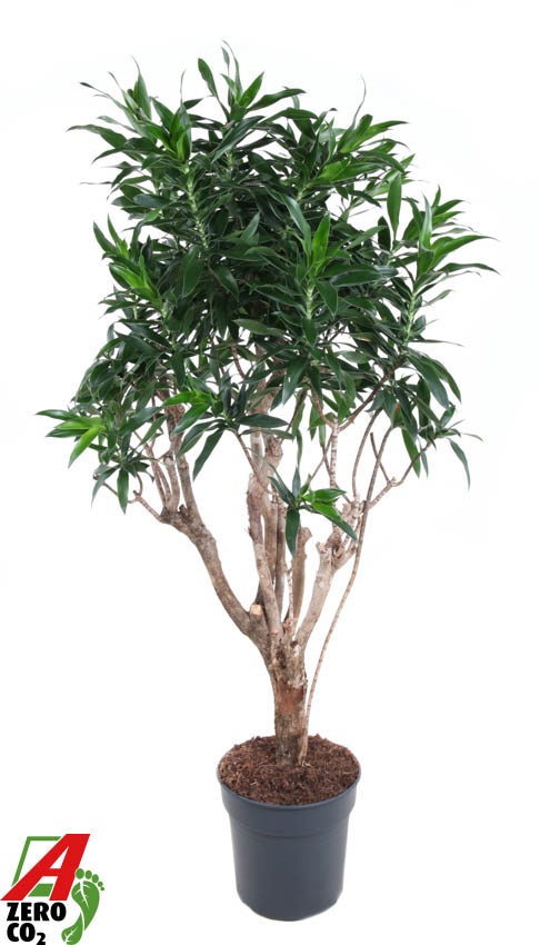 Dracaena Reflexa vertakt P31, D 31