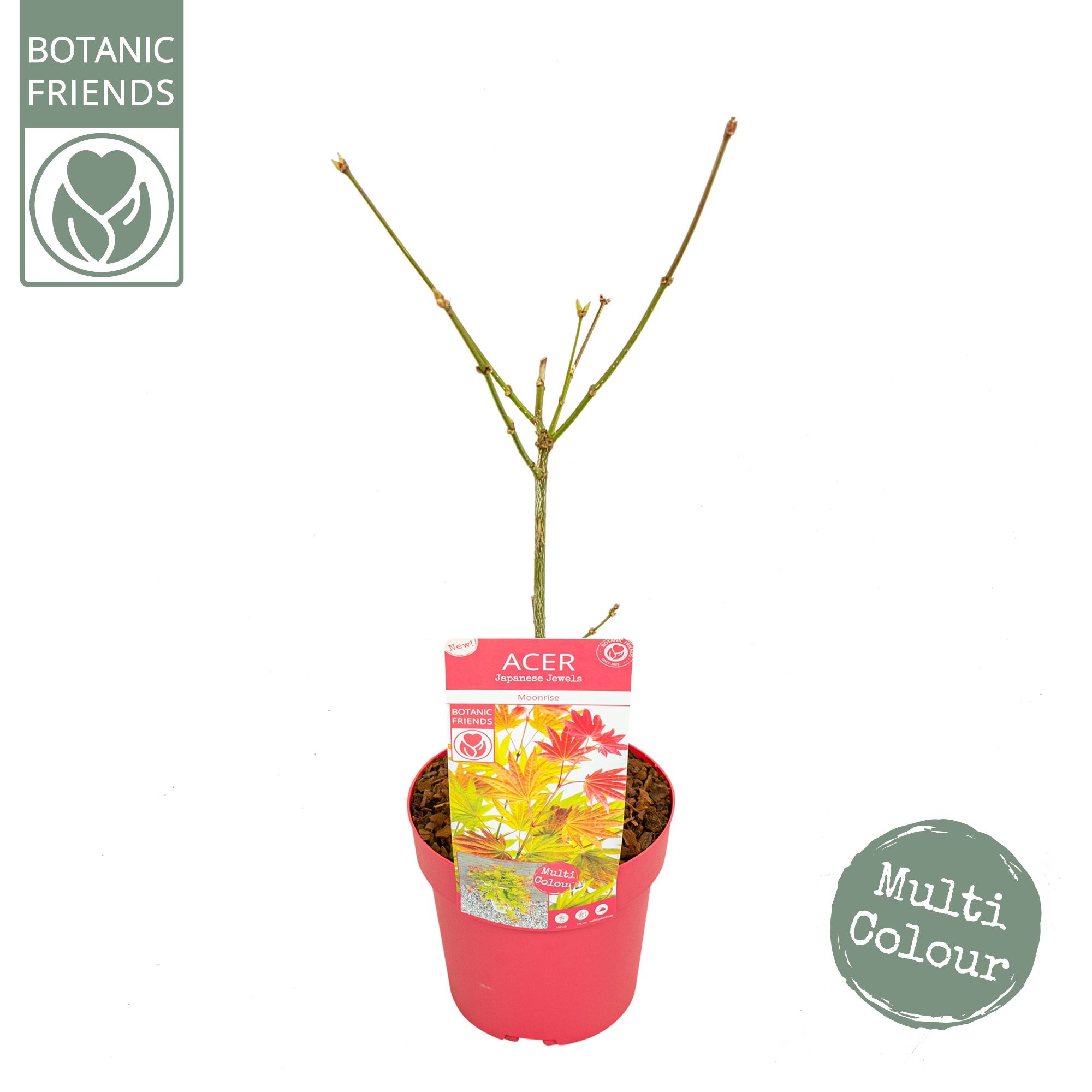 Acer shirasawanum 'Moonrise' ®, D 19